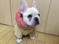 フレンチブルドック