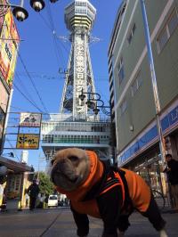 フレンチブルドック