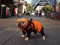 フレンチブルドック