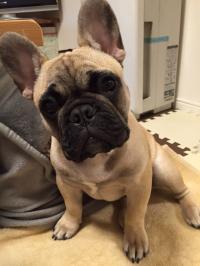 フレンチブルドック