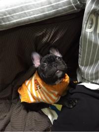 フレンチブルドック