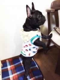 フレンチブルドック