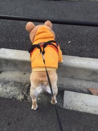 フレンチブルドック