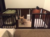 フレンチブルドック