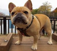 フレンチブルドック