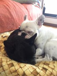 フレンチブルドック