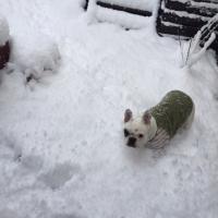 フレンチブルドック