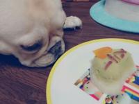 フレンチブルドック