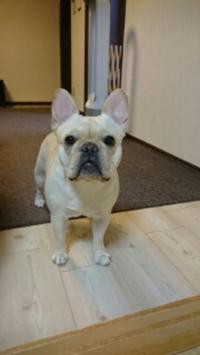 フレンチブルドック