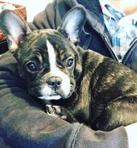 フレンチブルドック