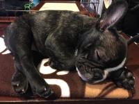 フレンチブルドック