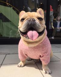 フレンチブルドック