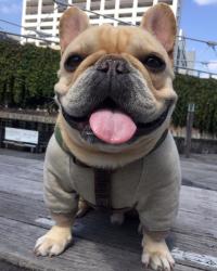 フレンチブルドック