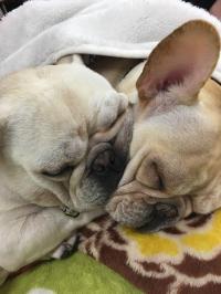 フレンチブルドック