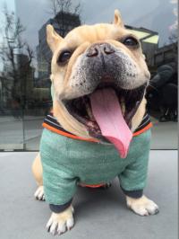 フレンチブルドック