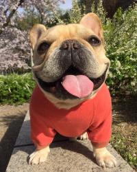 フレンチブルドック