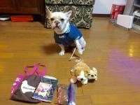 フレンチブルドック