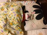 フレンチブルドック