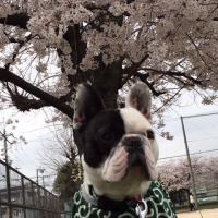 フレンチブルドック