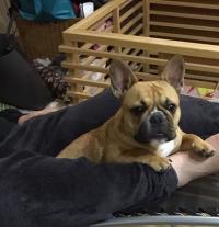 フレンチブルドック