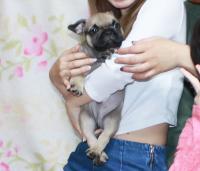 フレンチブルドック