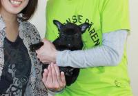 フレンチブルドック