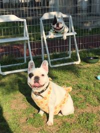 フレンチブルドック