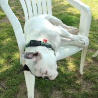 フレンチブルドック