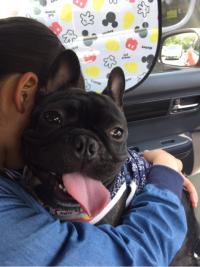 フレンチブルドック