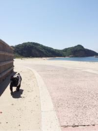 フレンチブルドック