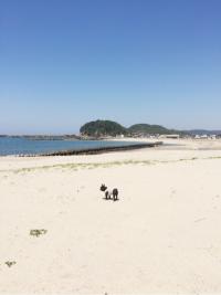 フレンチブルドック