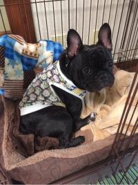 フレンチブルドック