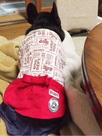 フレンチブルドック