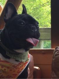 フレンチブルドック