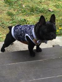 フレンチブルドック