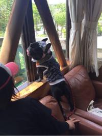 フレンチブルドック