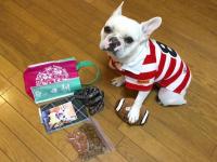 フレンチブルドック