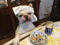 フレンチブルドック