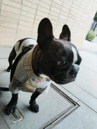 フレンチブルドック