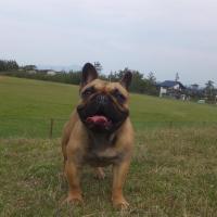 フレンチブルドック