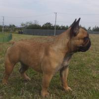 フレンチブルドック