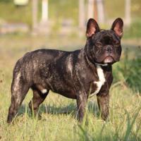 フレンチブルドック