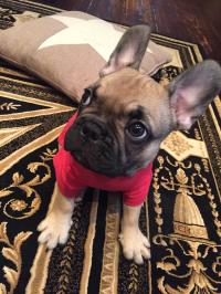 フレンチブルドック