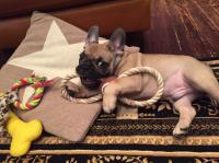 フレンチブルドック