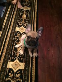 フレンチブルドック