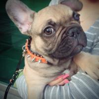 フレンチブルドック