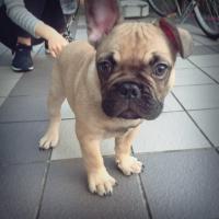 フレンチブルドック