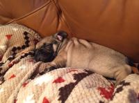 フレンチブルドック