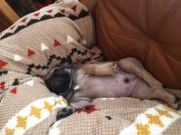 フレンチブルドック