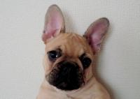 フレンチブルドック